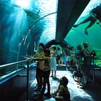 underwater world