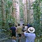 magnificent Kauri Pines