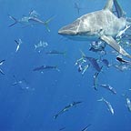 SHARK FEED