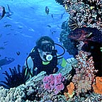 MAGNIFICENT SOFT CORALS