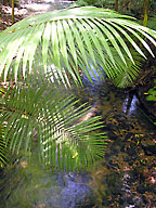 small rainforest creek below the boardwalk