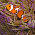 clown fish