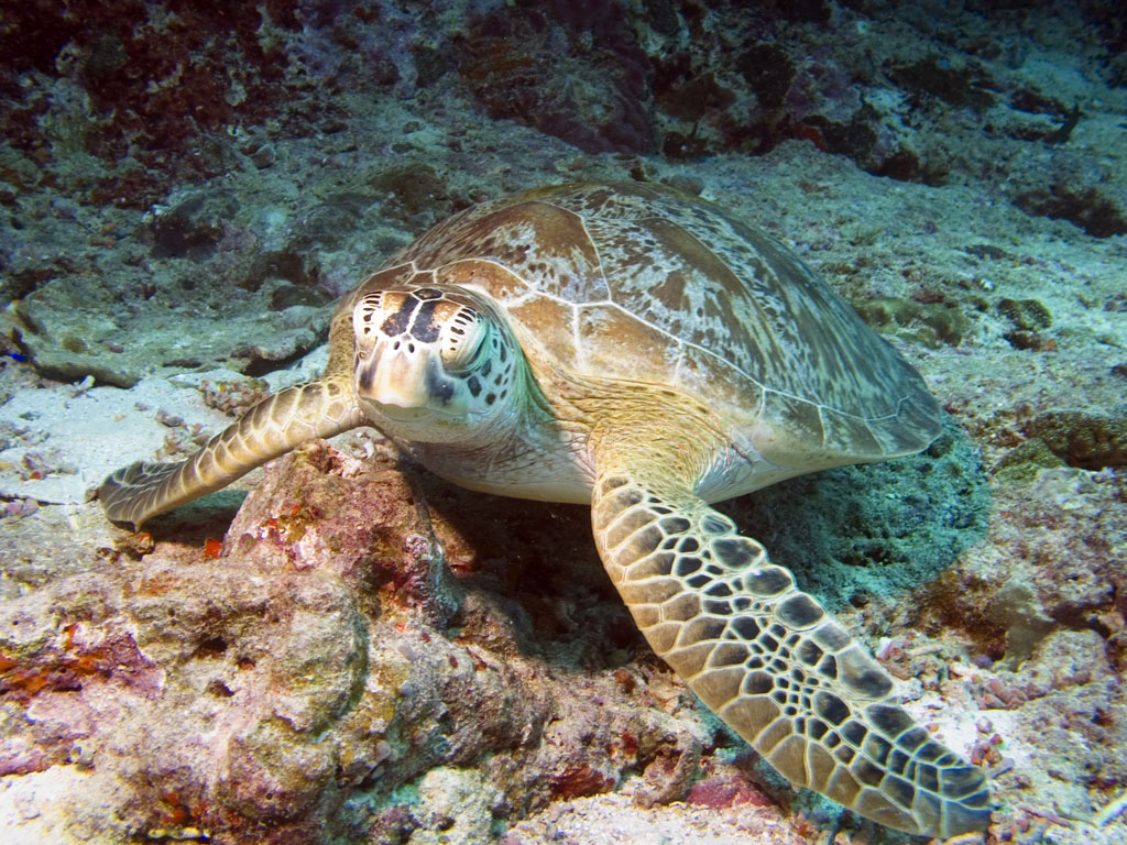 DECLINE IN TURTLE POPULATIONS