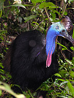 NEVER APPROACH CASSOWARIES