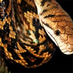AMETHYSTINE PYTHON