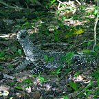 GOANNA