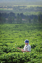 Skybury Coffee Estate