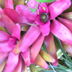 BIRD ATTRACTING FLOWERS