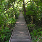 BOARDWALK THROUGH SWAMP FOREST