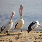 PELICANS ON THE CAIRNS ESPLANADE