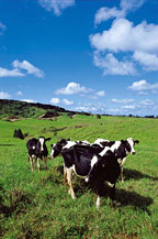 DAIRY FARM IN MALANDA