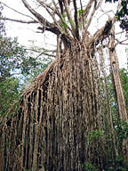 CURTAIN FIG TREE