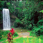 MILLAA MILLAA FALLS