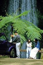 MILLAA MILLAA FALLS