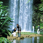 MILLAA MILLAA FALLS