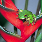 GREEN TREE FROG