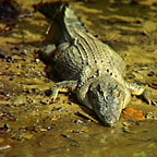 CROCODILE ON THE BANKS OF THE DAINTREE RIVER