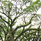JAMAICAN RAINTREES