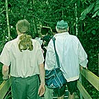 TRACK TO THE DAINTREE RIVER