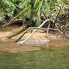 LARGE SALTWARTER CROCODILE