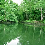 MANGROVES ON THE DAINTREE RIVER
