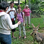 KANGAROOS ATLYNC HAVEN SANCTUARY