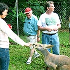 KIKO FEEDING A KANGAROO