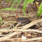 BUSH TURKEY