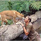 WATCH THE DINGOS PLAY