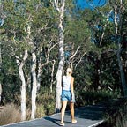 LOOKOUT FOR KOALAS IN THE EUCALYPT TREES