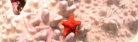 Underwater Camera Hire