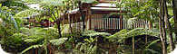 Daintree Secrets