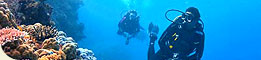 Coral Sea Dreaming