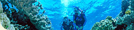 Reef Quest