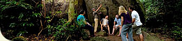 Daintree Walkabout