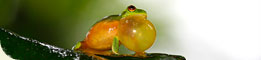 Billy Tea Bush Safaris