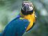 Kuranda in a day! - BIRDWORLD KURANDA