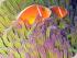 Calypso Snorkel & Dive - 