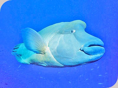 Calypso Snorkel & Dive - MAORI WRASSE