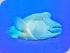 Calypso Snorkel & Dive - MAORI WRASSE