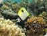 Calypso Snorkel & Dive - 