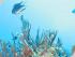 Calypso Snorkel & Dive - 