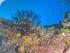 Calypso Snorkel & Dive - 