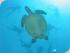Calypso Snorkel & Dive - 