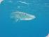 Calypso Snorkel & Dive - 
