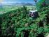 Skyrail Cableway - 