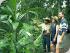 Skyrail Cableway - 