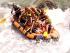 Johnstone River Rafting - Adrenalin rush