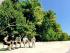 Daintree Discovery Tours -