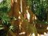 Daintree Discovery Tours -
